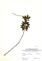 藏品(高山石吊蘭)的圖片